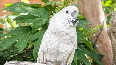 The story of survival of virginia cockatoo.jpg