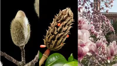 These 95 million year old flowers bloomed before bees existed and still attract beetles.jpg