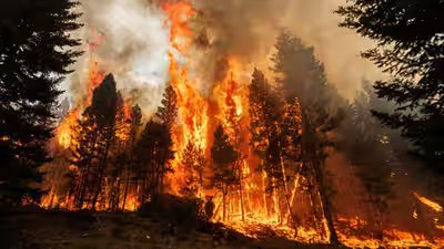 These ancient trees need fire to reproduce but modern wildfires are now killing them completely.jpg
