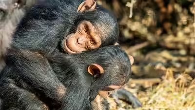 Two juvenile male chimpanzees hugging each other.jpg