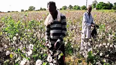 Why cotton is india39s quotwhite goldquot.jpg