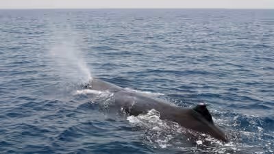 Why do sperm whale release gas bubbles while sleeping vertically.jpg
