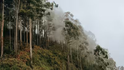 Why eucalyptus trees shed their bark every year and how it helps them survive.jpg