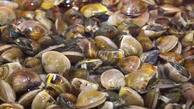 Zebra mussels.jpg