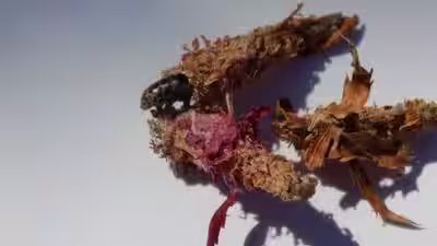 A bagworm moth.jpg