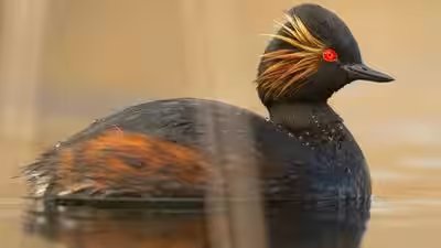 A black necked grebe.jpg