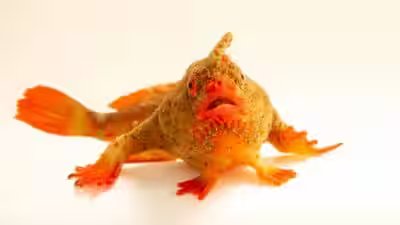 A critically endangered female red handfish thymichthys politus photo joel sartore.jpg