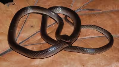 A new snake species discovered in the jungle has been named after guns n roses guitarist slash.jpg
