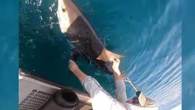 Aaron catching a shark.jpg