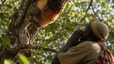 African honeyguide birds recognise local calls from honey hunters to help find hidden bee nests.jpg