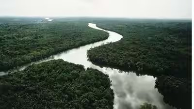 An aerial view of a rain forest .jpg
