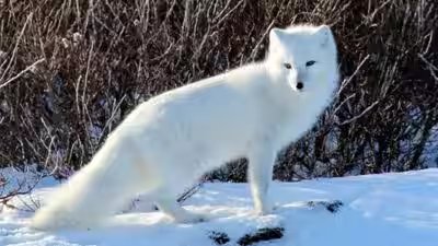 Arctic fox.jpg