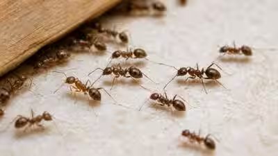Argentine ants.jpg