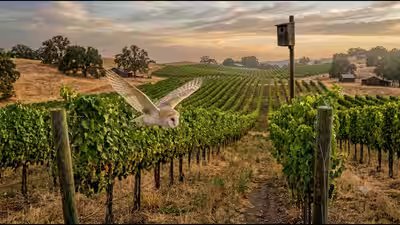 Barn owls help vineyards control rodents naturally representational image.jpg