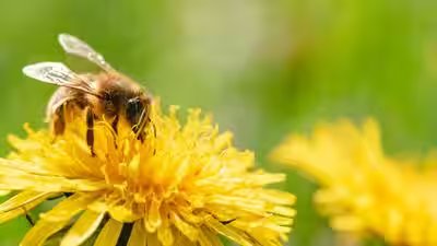 Bees.jpg