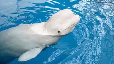Beluga whale.jpg