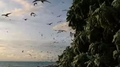 Bridled terns fly over helen island palau.jpg