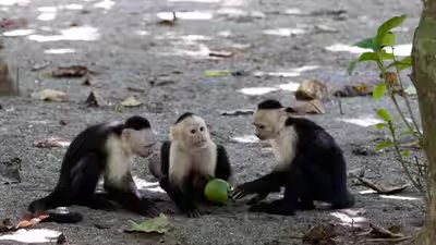 Capuchin monkeys.jpg