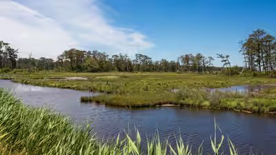 Chincoteague national wildlife refuge .jpg