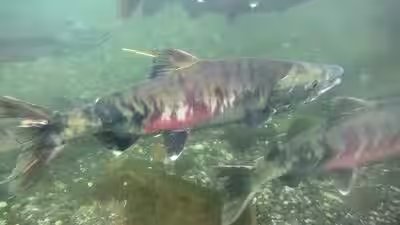 Chum salmon.jpg