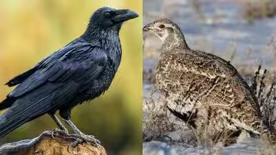 Common raven and sage grouse.jpg