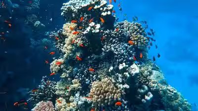 Corals.jpg