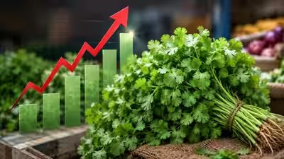 Coriander.jpg