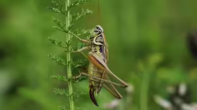 Cricket on a plant.jpg