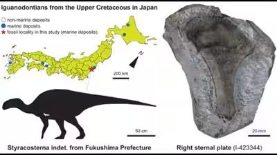 Dinosaur iguanodontian.jpg