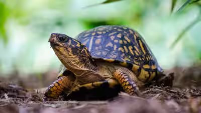 Eastern box turtle.jpg