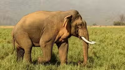 Elephant.jpg