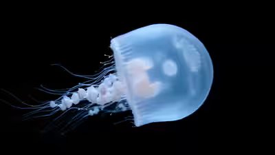 Ethereal jellyfish in microgravity.jpg