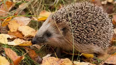 European hedgehog.jpg