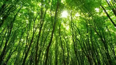 Forest.jpg