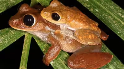 Frog.jpg