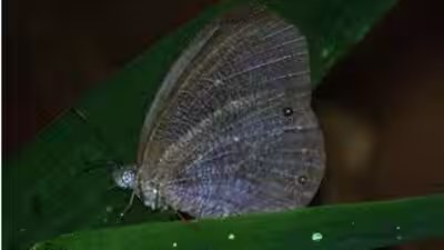 Godartiana byses.jpg