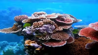 Great barrier reef.jpg