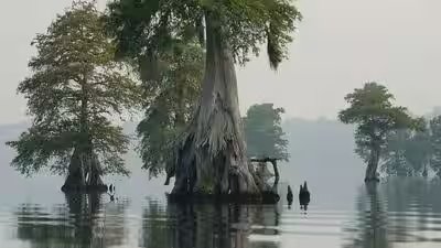 Great dismal swamp national wildlife refuge in virginia.jpg