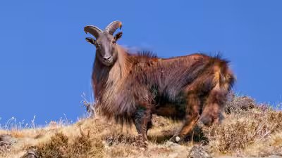 Himalayan tahr.jpg
