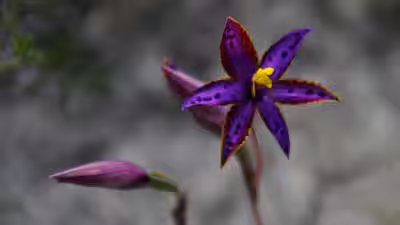 How cloning one seed of the queen of sheba orchid changed its fate.jpg