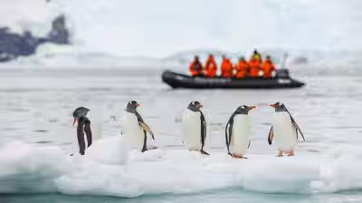 How one iceberg changed everything for antarctic penguin colony.jpg