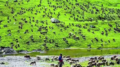 Ladakh to get indias 1st high altitude wildlife safari.jpg