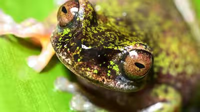 Meet costa ricas tiny coffee frog a nocturnal species found living among coffee shrubs.jpg