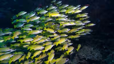 More than 120 fish species have migrated from the red sea into the mediterranean.jpg
