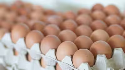 One dead over 200 ill in uk salmonella outbreak.jpg