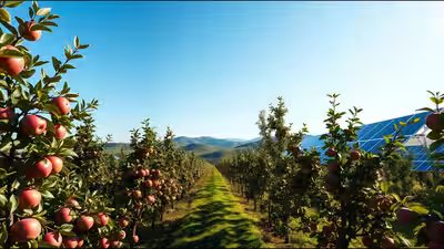 Orchards sunny harmony.jpg