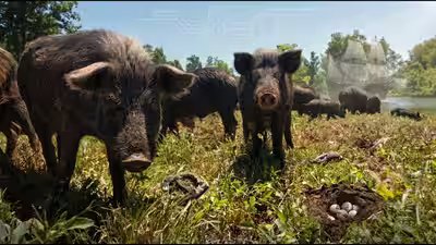 Ossabaw island hogs.jpg