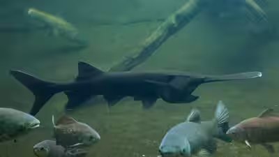 Paddlefish polyodon spathula.jpg