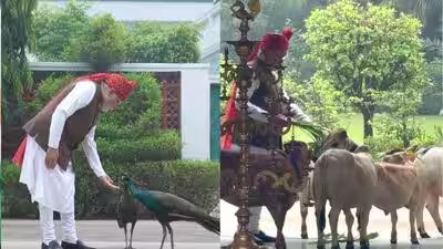Pm modis quiet morning with cows peacocks before red fort address on independence day.jpg