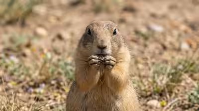 Prairie dogs.jpg